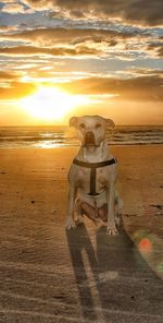 Dog standing on beach against sky during sunset