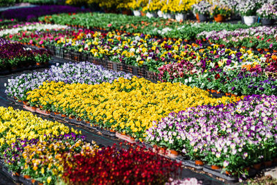 Full frame shot of multi colored flowering plants in market