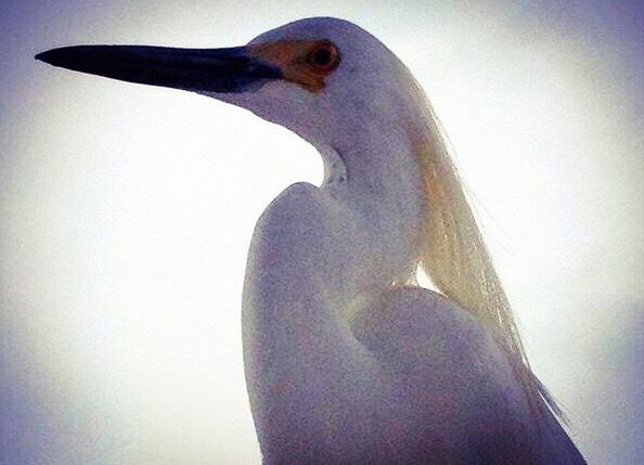 Florida egret bird