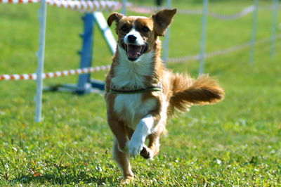 Dog on grass