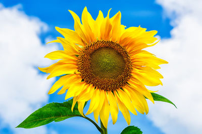 Blooming sunflower over summer blue sky background. healthy eating concept