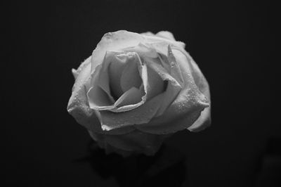 Close-up of rose