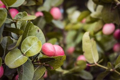 Close-up of fruit growing on tree