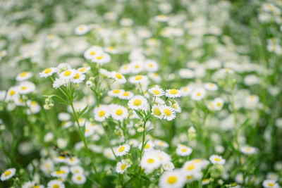 Close-up of yellow flowering plant on field