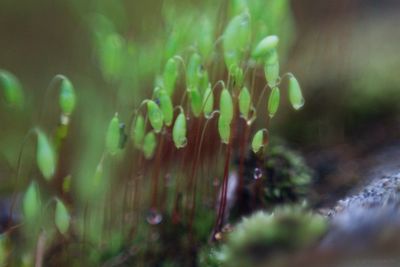 Close-up of plant