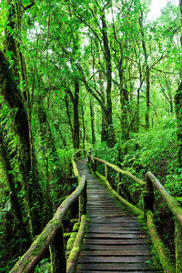 Wooden footbridge amidst trees in forest