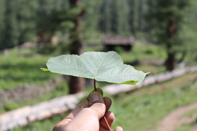 Close-up of hand holding leaf