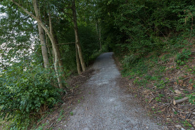 Dirt road amidst trees in forest