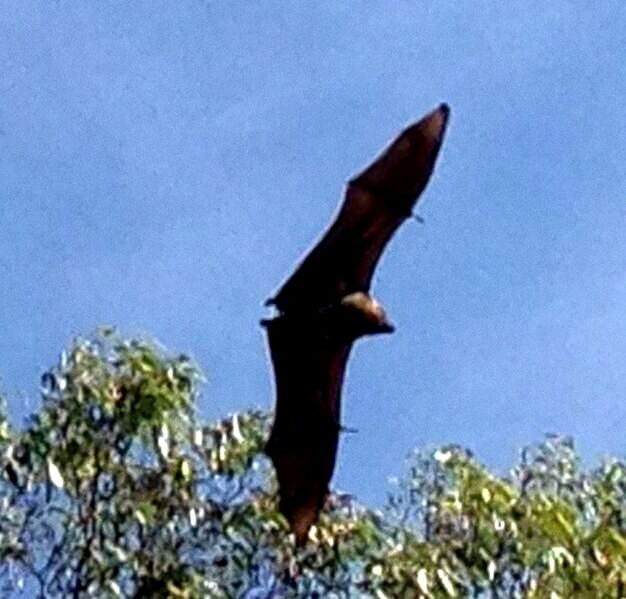 Australian wildlife bat