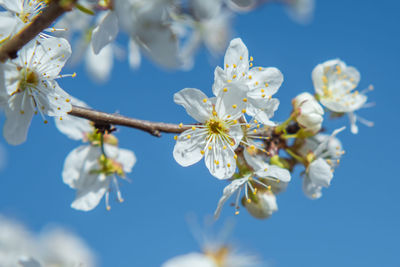 White flowers on an apple tree branch against a blue sky. early spring concept