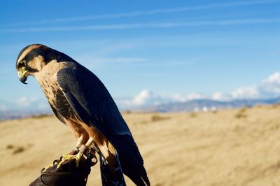 Close-up of hawk perching on falconry against sky