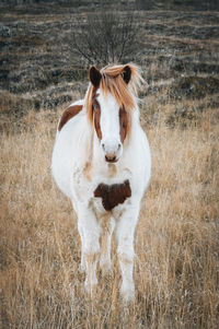 Horse standing on field