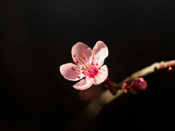 Close-up of white flower