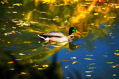 Ducks swimming in lake