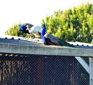 Birds perching on blue wall