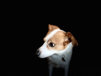 Portrait of dog against black background