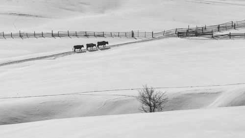 People on snow covered field against sky