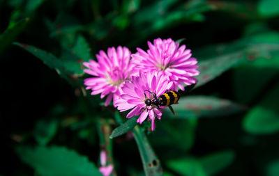 Close-up of a yellow beetle with black stripes pollinating the beautiful pink flower in the garden