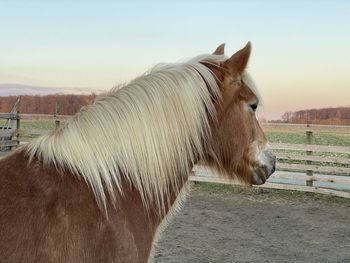 Horse in field against sky