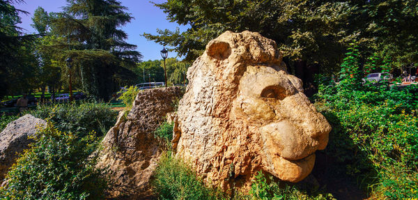 Panoramic shot of rock amidst trees