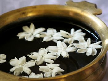 High angle view of white flowers floating on water in container