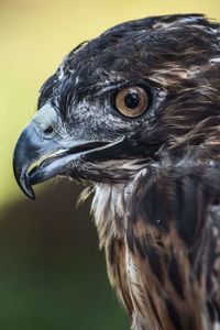 Close-up of hawk