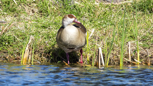 View of duck in lake