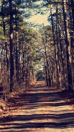 Road passing through forest