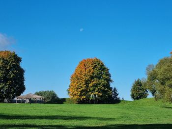 Trees on field against blue sky