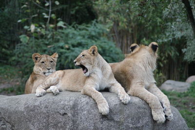 View of two cats on rock