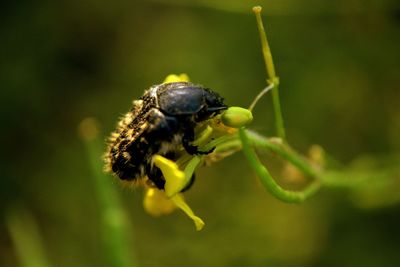 Close-up of insect on flower