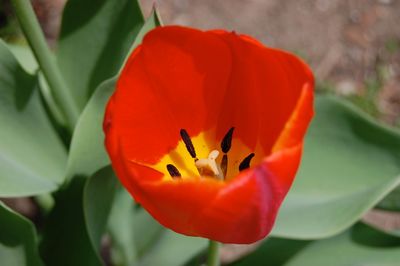 Close-up of red flower