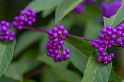 Close-up of purple flowering plant