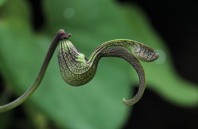 Close-up of a lizard