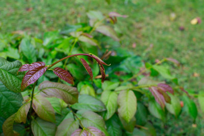 Close-up of pink flowering plant leaves