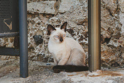 Portrait of cat sitting by wall