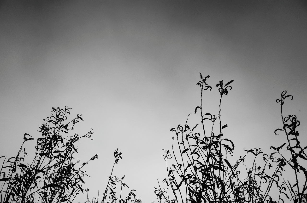 LOW ANGLE VIEW OF PLANTS AGAINST SKY