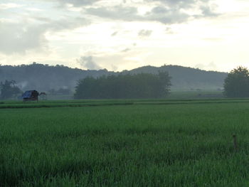 Scenic view of agricultural field against sky