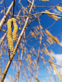 Low angle view of plants against blue sky