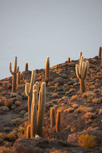 Cactus in desert against clear sky