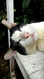 Close-up of cat sleeping on wood