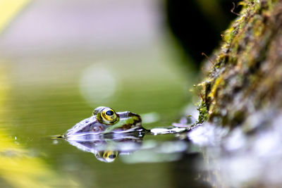 Close-up of frog on leaf