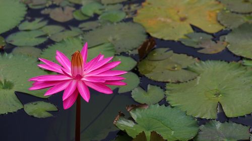 Close-up of lotus water lily in lake