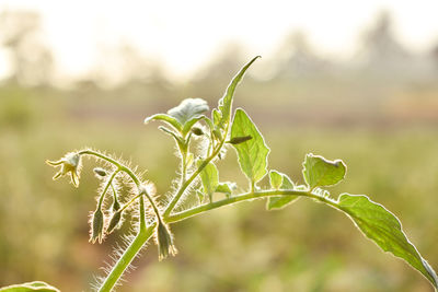 Close-up of plant