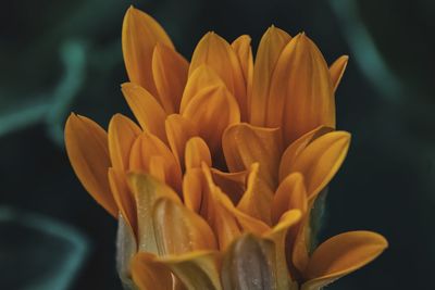 Close-up of orange flowering plant