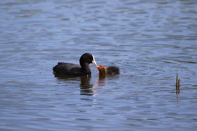 Coot feeding its young chick 