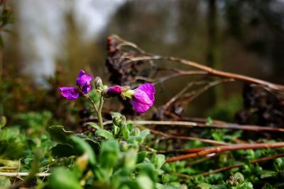 Close-up of pink flowering plant