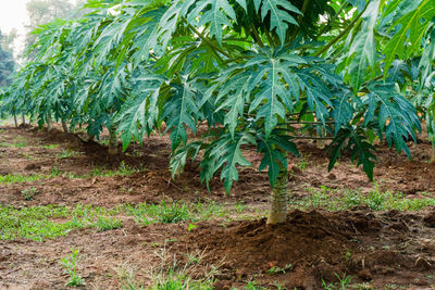 Plants growing on field