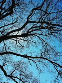 Low angle view of bare tree against blue sky