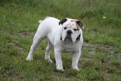 Portrait of dog standing on field